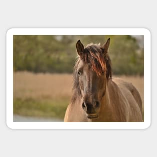 Portrait of a Konik horse Sticker